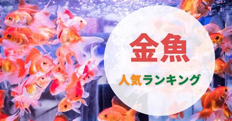 小金魚品種|金魚の種類一覧｜人気でかわいい金魚ランキング